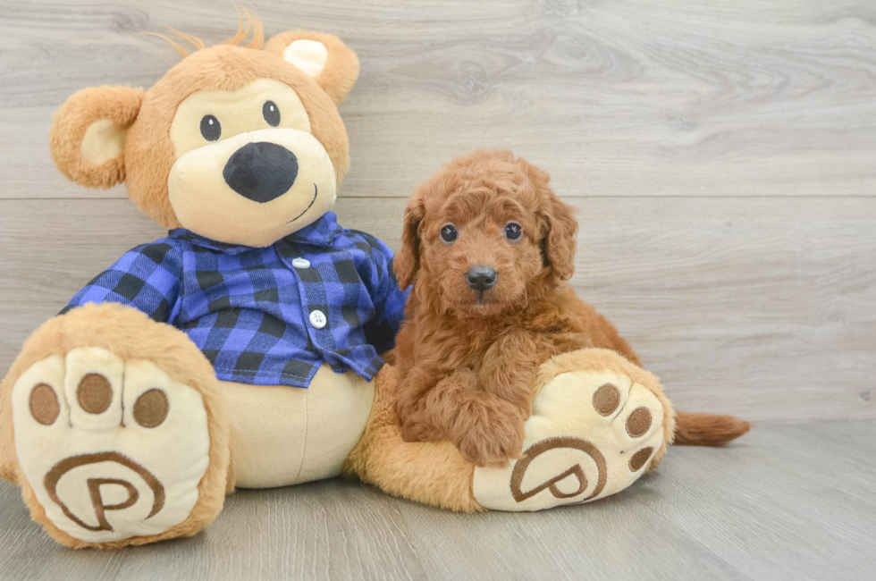 6 week old Mini Goldendoodle Puppy For Sale - Seaside Pups