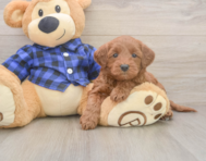 7 week old Mini Goldendoodle Puppy For Sale - Seaside Pups