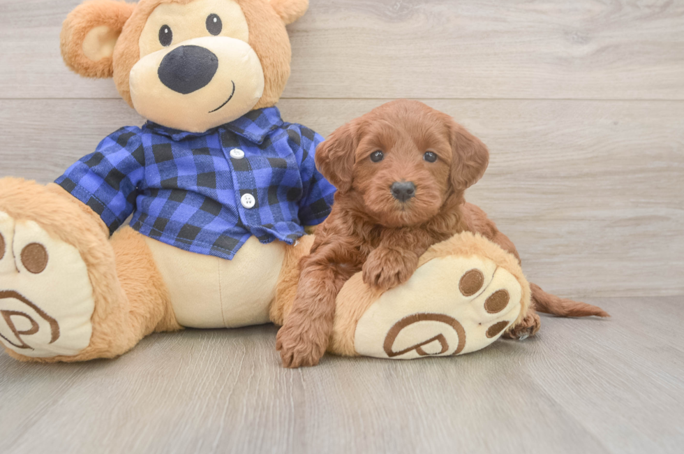 5 week old Mini Goldendoodle Puppy For Sale - Seaside Pups