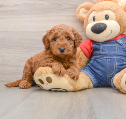 7 week old Mini Goldendoodle Puppy For Sale - Seaside Pups