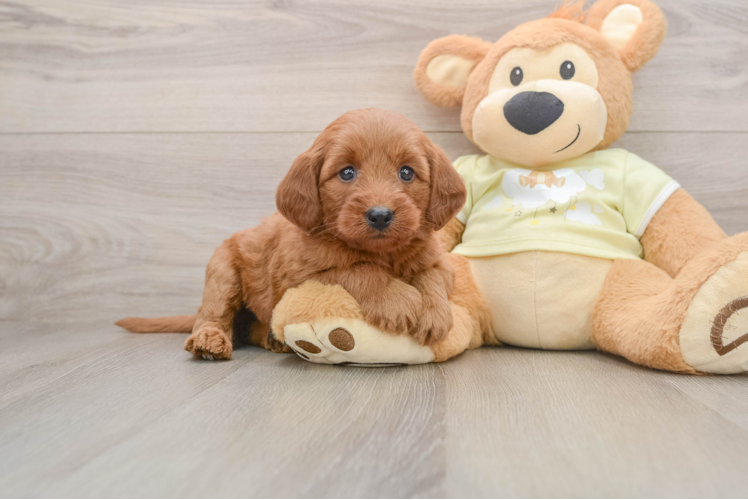 Mini Goldendoodle Puppy for Adoption