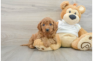 Popular Mini Goldendoodle Poodle Mix Pup