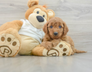 8 week old Mini Goldendoodle Puppy For Sale - Seaside Pups