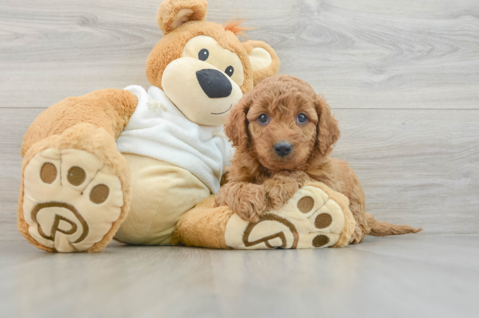 8 week old Mini Goldendoodle Puppy For Sale - Seaside Pups