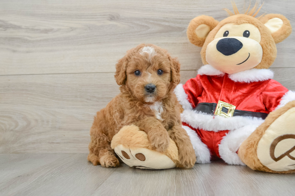 6 week old Mini Goldendoodle Puppy For Sale - Seaside Pups