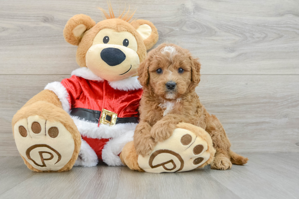 Friendly Mini Goldendoodle Baby