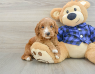 7 week old Mini Goldendoodle Puppy For Sale - Seaside Pups