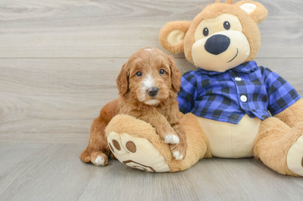 5 week old Mini Goldendoodle Puppy For Sale - Seaside Pups