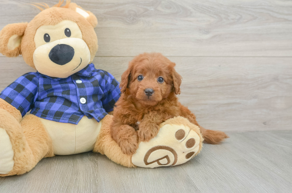 6 week old Mini Goldendoodle Puppy For Sale - Seaside Pups