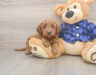 7 week old Mini Goldendoodle Puppy For Sale - Seaside Pups