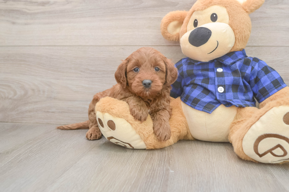 5 week old Mini Goldendoodle Puppy For Sale - Seaside Pups