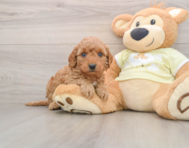 8 week old Mini Goldendoodle Puppy For Sale - Seaside Pups