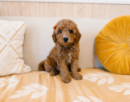 8 week old Mini Goldendoodle Puppy For Sale - Seaside Pups