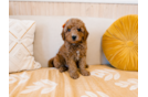 Mini Goldendoodle Puppy for Adoption