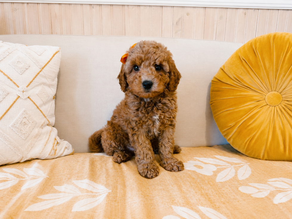 Mini Goldendoodle Puppy for Adoption
