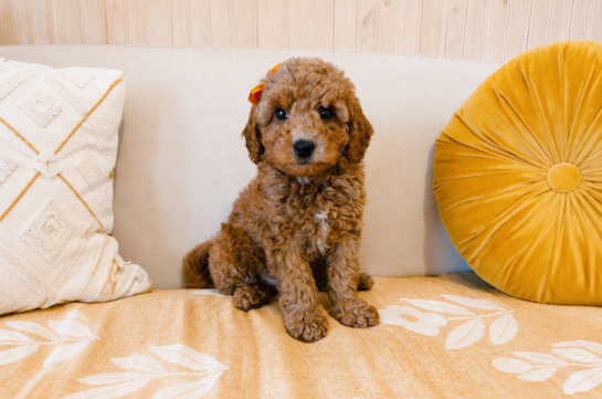 Mini Goldendoodle Puppy for Adoption
