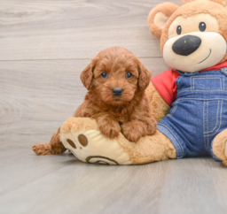 7 week old Mini Goldendoodle Puppy For Sale - Seaside Pups