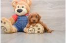 Best Mini Goldendoodle Baby