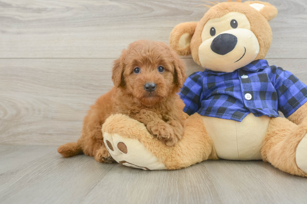 6 week old Mini Goldendoodle Puppy For Sale - Seaside Pups