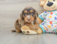 7 week old Mini Goldendoodle Puppy For Sale - Seaside Pups