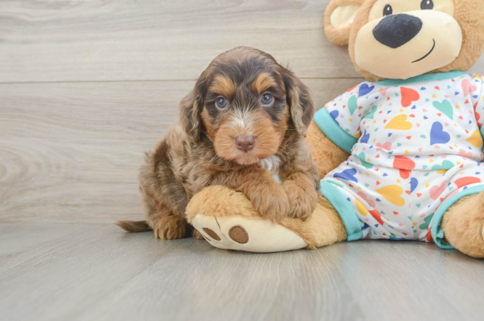 6 week old Mini Goldendoodle Puppy For Sale - Seaside Pups