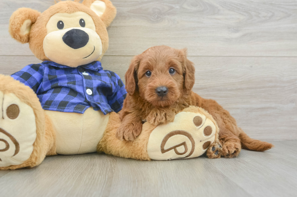 6 week old Mini Goldendoodle Puppy For Sale - Seaside Pups