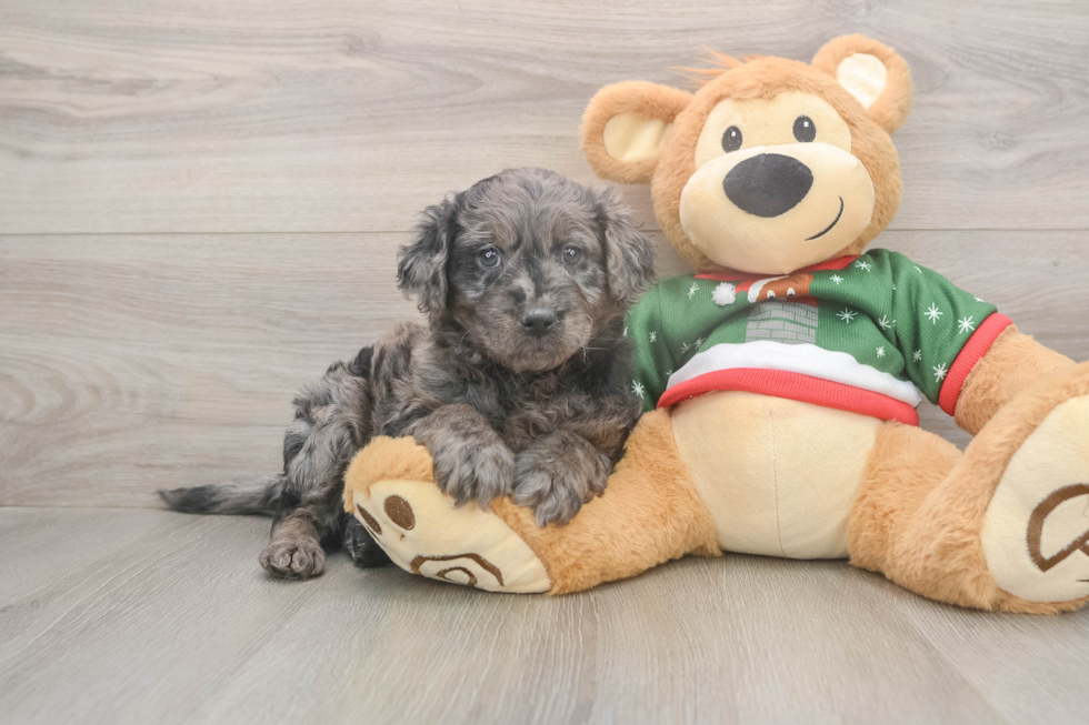 Smart Mini Goldendoodle Poodle Mix Pup
