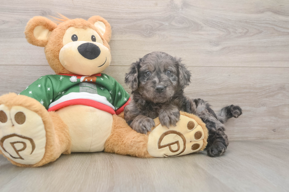 5 week old Mini Goldendoodle Puppy For Sale - Seaside Pups