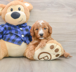 7 week old Mini Goldendoodle Puppy For Sale - Seaside Pups