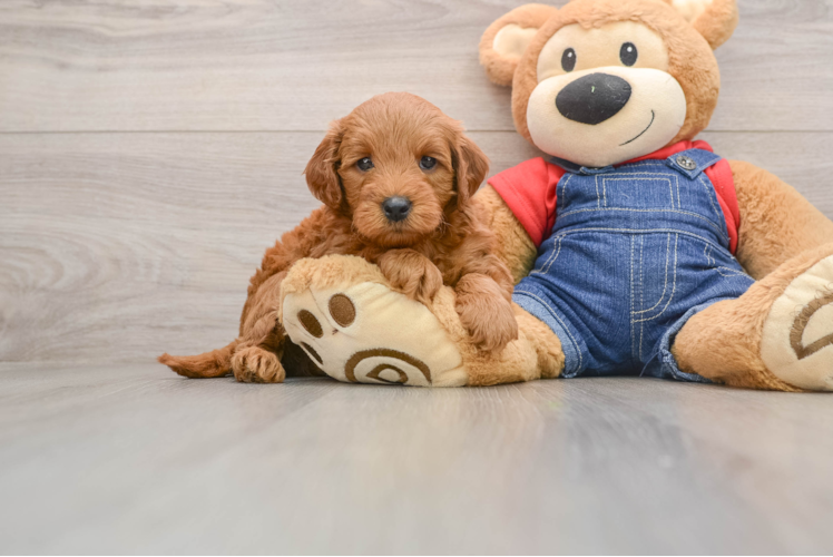 Best Mini Goldendoodle Baby