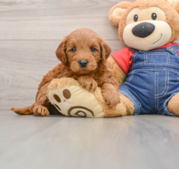 6 week old Mini Goldendoodle Puppy For Sale - Seaside Pups