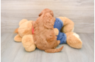 Best Mini Goldendoodle Baby