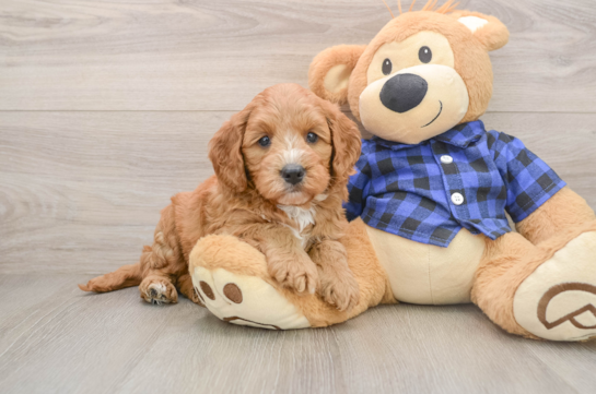 HARDY, a Mini Goldendoodle littermate