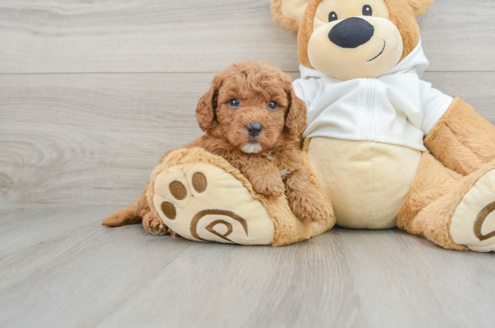 6 week old Mini Goldendoodle Puppy For Sale - Seaside Pups