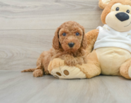 8 week old Mini Goldendoodle Puppy For Sale - Seaside Pups