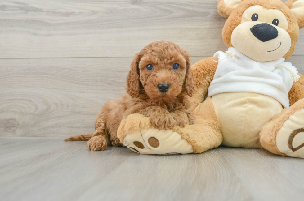 8 week old Mini Goldendoodle Puppy For Sale - Seaside Pups