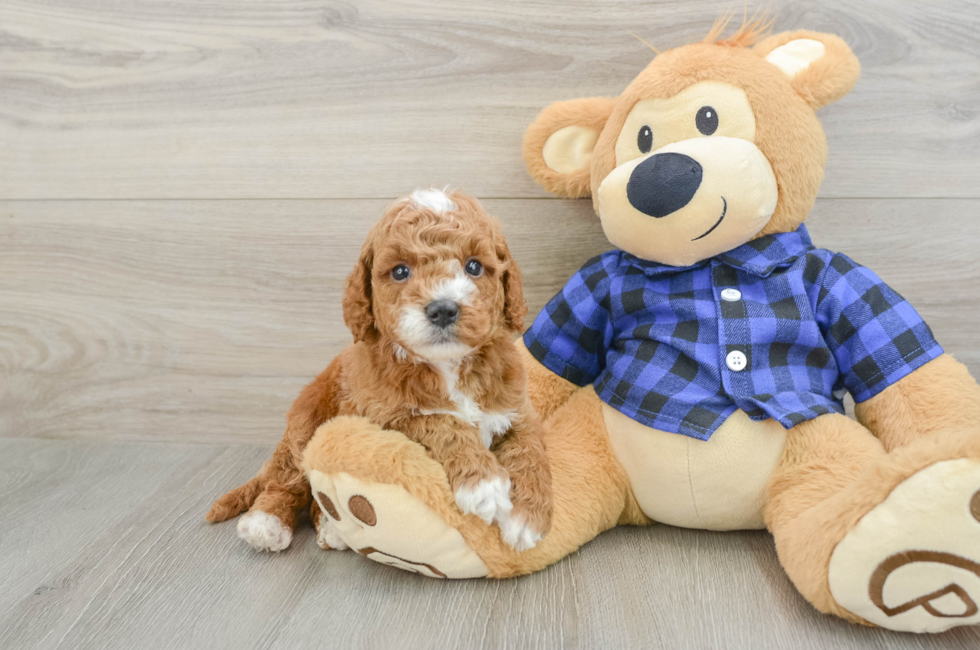 5 week old Mini Goldendoodle Puppy For Sale - Seaside Pups