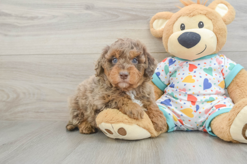 6 week old Mini Goldendoodle Puppy For Sale - Seaside Pups