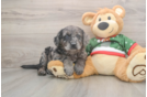 Mini Goldendoodle Puppy for Adoption