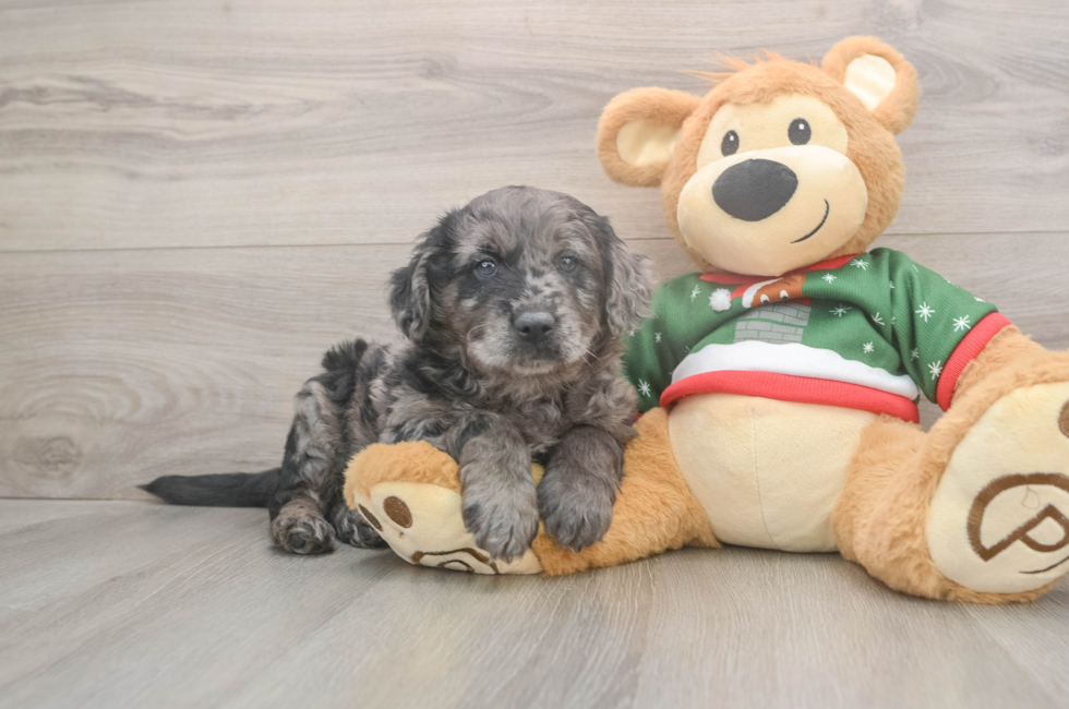 5 week old Mini Goldendoodle Puppy For Sale - Seaside Pups