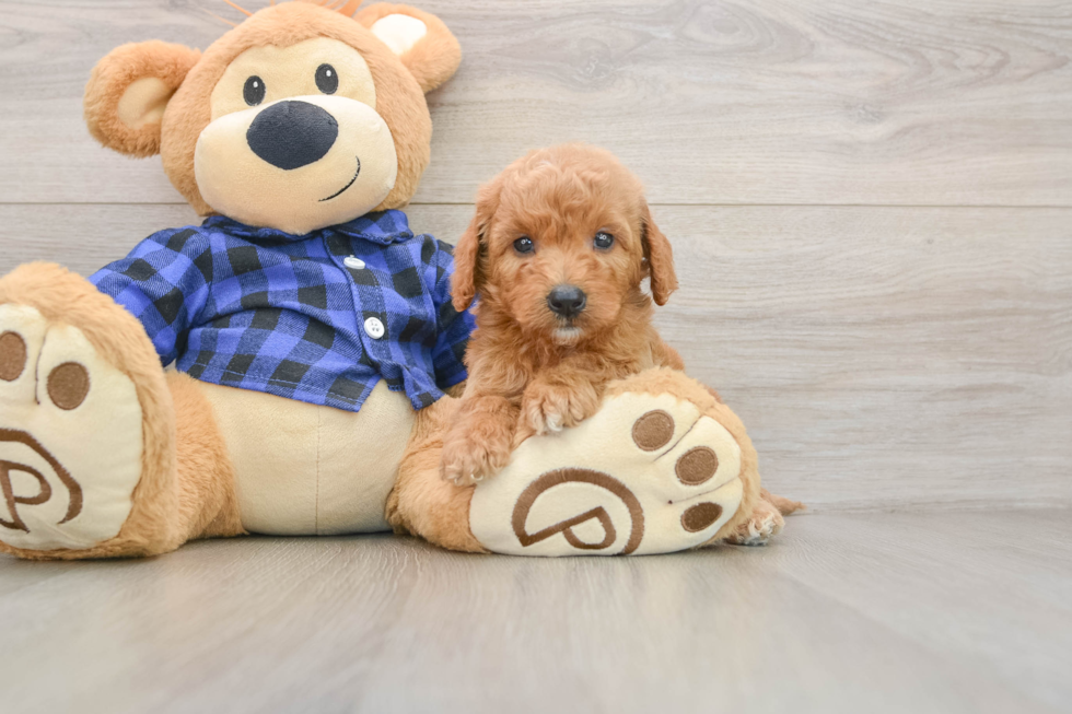 Mini Goldendoodle Pup Being Cute