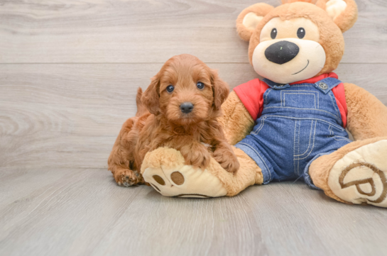 HARLEM, a Mini Goldendoodle littermate