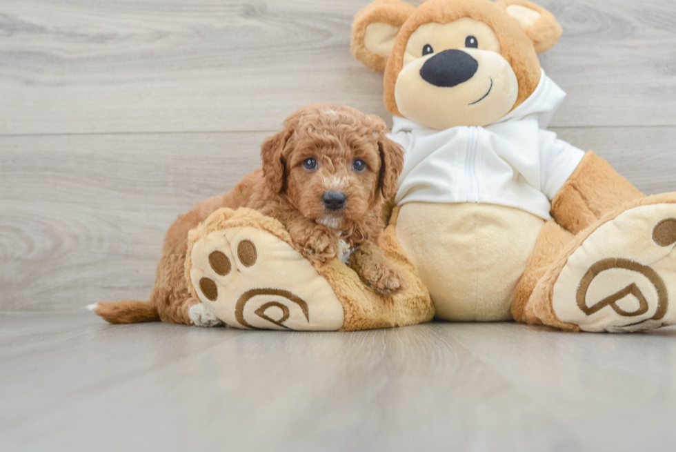 Best Mini Goldendoodle Baby