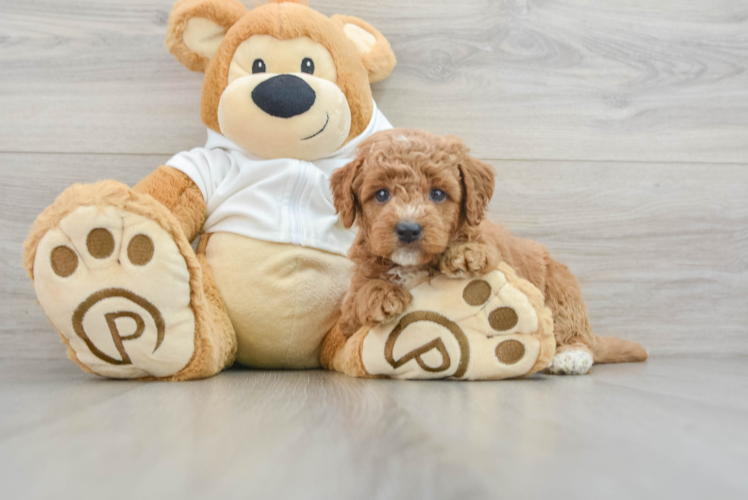 Smart Mini Goldendoodle Poodle Mix Pup