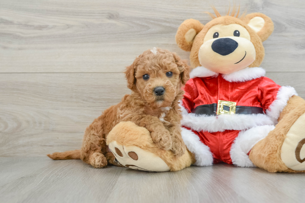 Petite Mini Goldendoodle Poodle Mix Pup