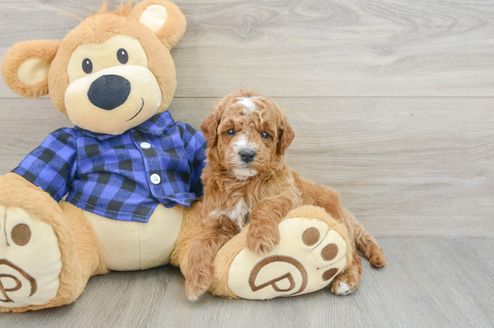 5 week old Mini Goldendoodle Puppy For Sale - Seaside Pups
