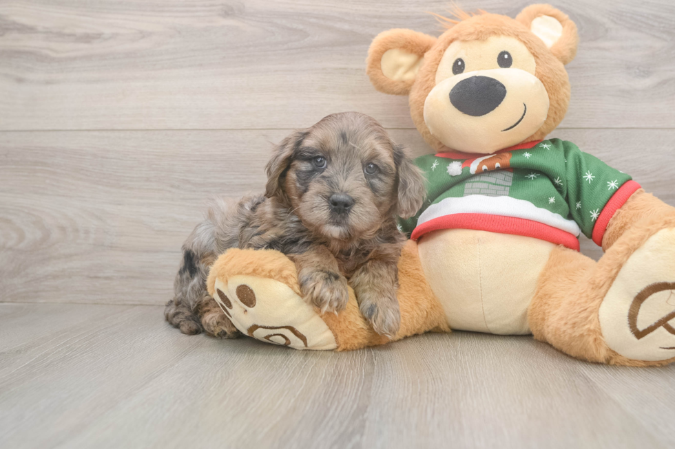 Best Mini Goldendoodle Baby