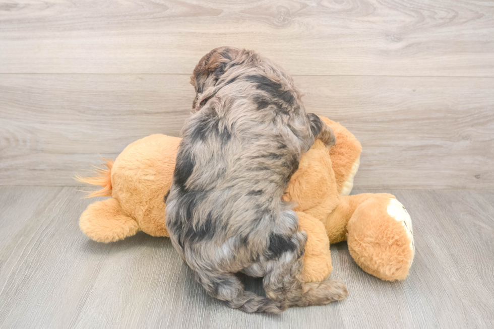 Mini Goldendoodle Puppy for Adoption