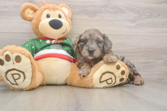 Petite Mini Goldendoodle Poodle Mix Pup