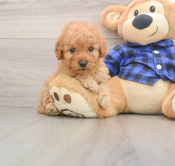 7 week old Mini Goldendoodle Puppy For Sale - Seaside Pups